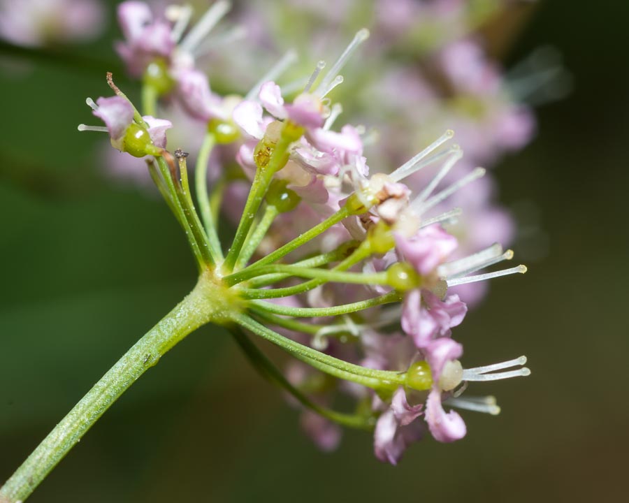 Pimpinella major / Pimpinella maggiore